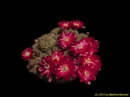 Sulcorebutia canigueralii WR599 2152